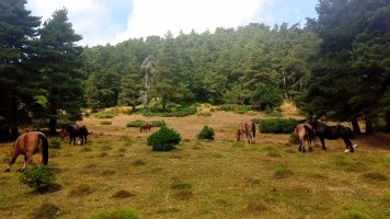 Igardakua (1599m) behorrak lepoan