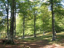 Basoa, iparraldeko isurialdean