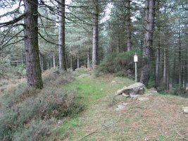 Gaina pinudiaren mendean