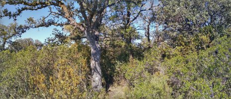 Varduces gaina (842m)