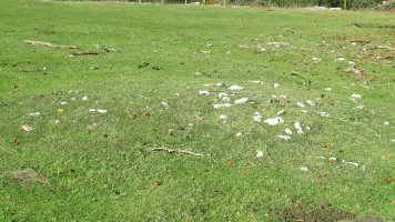 Chabola Ormazabal I tumulua, Ameskoako Limitazioak