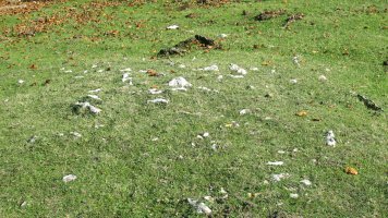 chabola Ormazabal I tumulua, Ameskoako Limitazioak