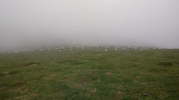 Artaldea Lohilurzeko lepoan