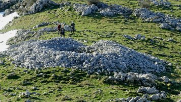 Murkuruko Arripila trikuharria, Erregenea