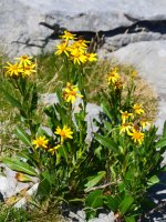 Senecio pyrenaicus, Ezkaurre mendian