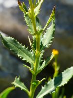 Senecio pyrenaicus Ezkaurre mendian