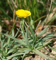  Ranunculus gramineus Tangorri mendian