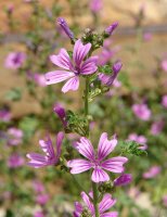 Malva sylvestris