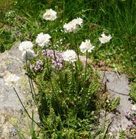 Armeria pubinervis Ozako Aguas Tuertas ibarrean