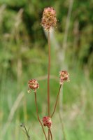 Sanguisorba minor, Erreniega