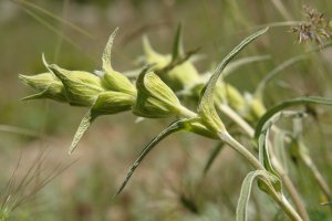  Phlomis lychnitis