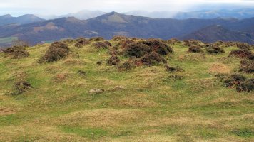 Abartango zelaia harrespila, Ziga-Baztan