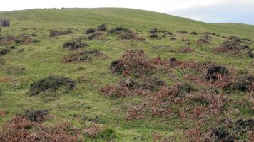 Abartango zelaia harrespila, Ziga-Baztan