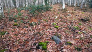 Mojabaso tumulua, Arriola-Asparrena