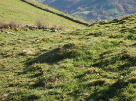 C. tumular Kardaño T 1