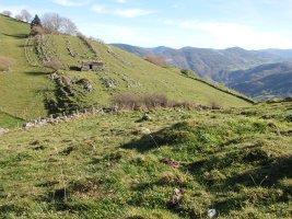 C. tumular Kardaño T 1