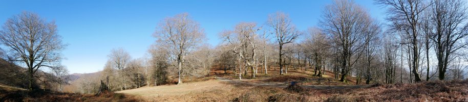 Sorginzelaieta lepoa