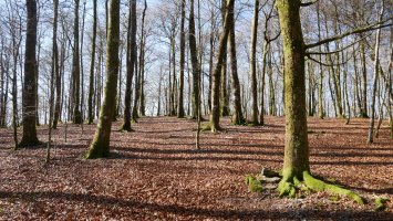 Sorginzelaieta aldeko bidea