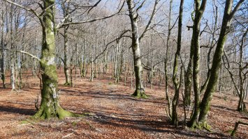 Bizkarreko pasarte bat