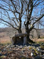 Azango Miaka trikuharria