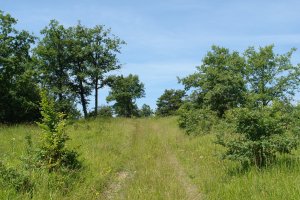 Tontorreko bidea ekialdetik