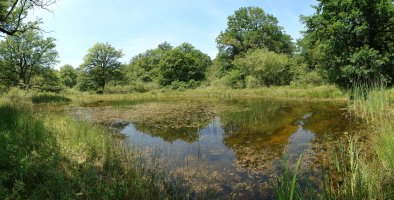 Putzua Orgiko basoan