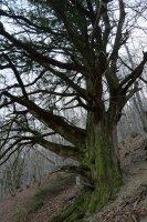 Etxalarko hagina, 2022ko martxoa