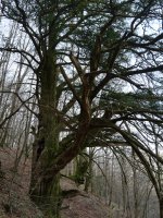 Etxalarko hagina, 2022ko martxoa