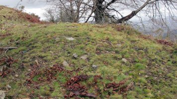 Urtsua tumulua, Etxalar