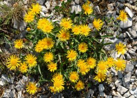 Inula montana Soila mendiko gandorrean