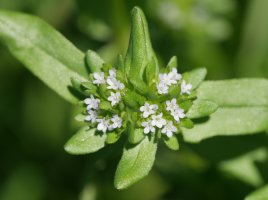 Valerianella locusta