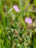 Geranium pyrenaicum