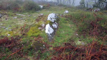 Zaharretako lepoa trikuharria, Beartzun-Baztan