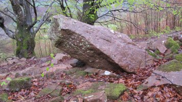 Zaharreta bizkarra zutarria, Beartzun-Baztan