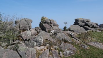 Bagobilleta tontorra