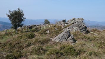 Bagobilleta tontorra