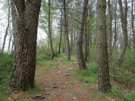 Ekialdetik datorren bidea