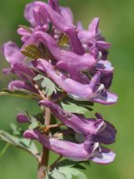 Co­ry­da­lis solida, Acherito inguruan, 1700 metrotan