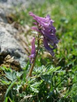 Co­ry­da­lis solida, Acherito inguruan, 1700 metrotan