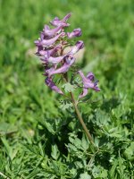 Co­ry­da­lis solida, Acherito inguruan, 1700 metrotan