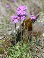 Primula farinosa, Oza aldean