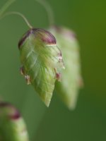 Briza maxima, hondarribia aldean