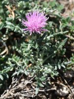 Jurinea humilis, Perriain mendian