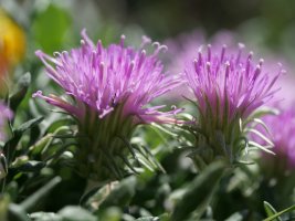 Jurinea humilis, Perriain mendian