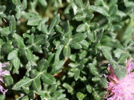 Jurinea humilis, Perriain mendian