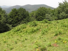 Fondo de cabaña ARKAUN VI