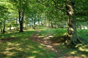 Igoera basoan barrena, Opakua aldetik