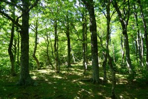 Abizondoko lepoko bidea pagadian barrena