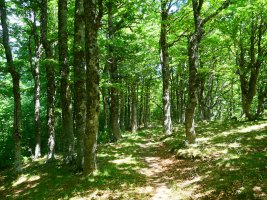 Ezkaurre eta Abizondo arteko lepoko bidea