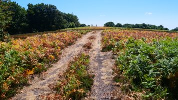 Corona/Errazu gailurra